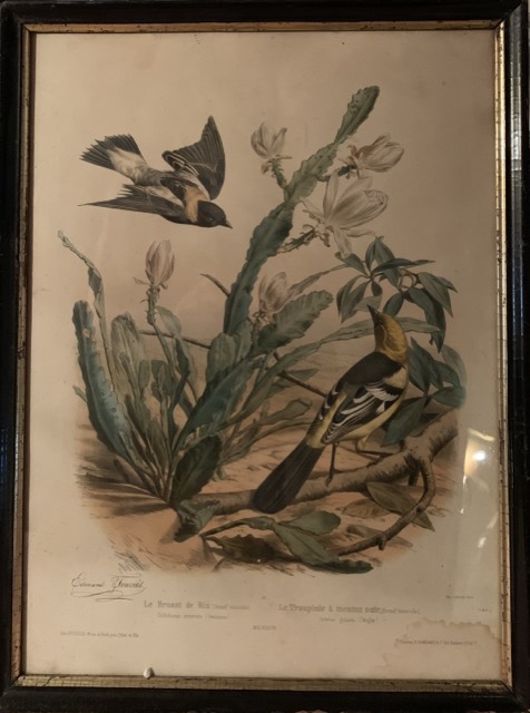 la troupade de mouton noir, la perch a la poitrine rose et gobe mouche