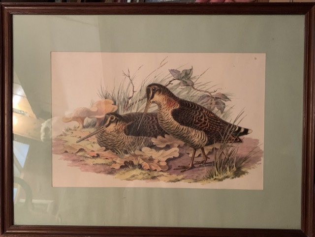 Eugene travis, Gravure oiseaux