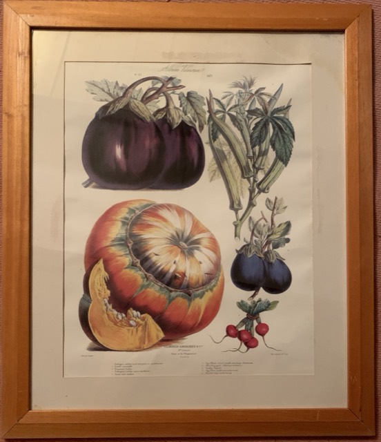 citrouille aubergine