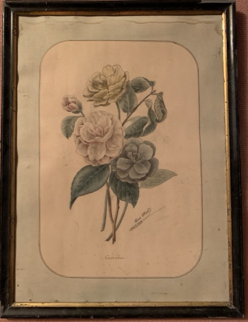 Louis Allard 1898 Camelia Dessin